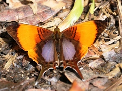 Marpesia marcella valetta