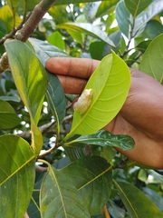 Heterixalus betsileo