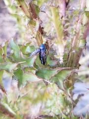 Buprestis confluenta