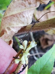 Cuscuta coryli