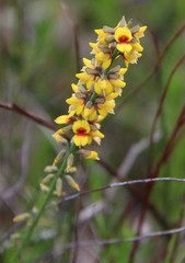 Sphaerolobium medium