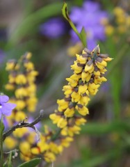 Sphaerolobium medium