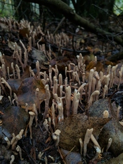 Clavariadelphus ligula