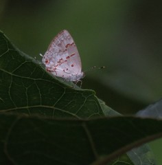 Ministrymon megacles