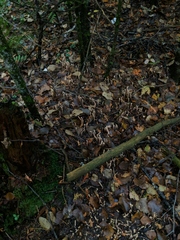 Clavariadelphus ligula