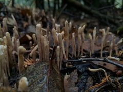 Clavariadelphus ligula