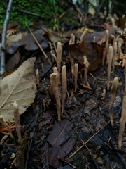 Clavariadelphus ligula