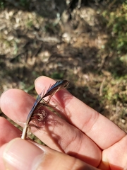 Psittaculidae