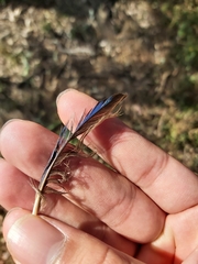 Psittaculidae