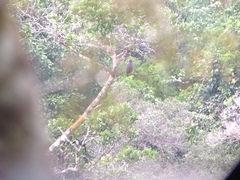 Helicolestes hamatus