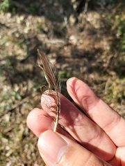 Psittaculidae