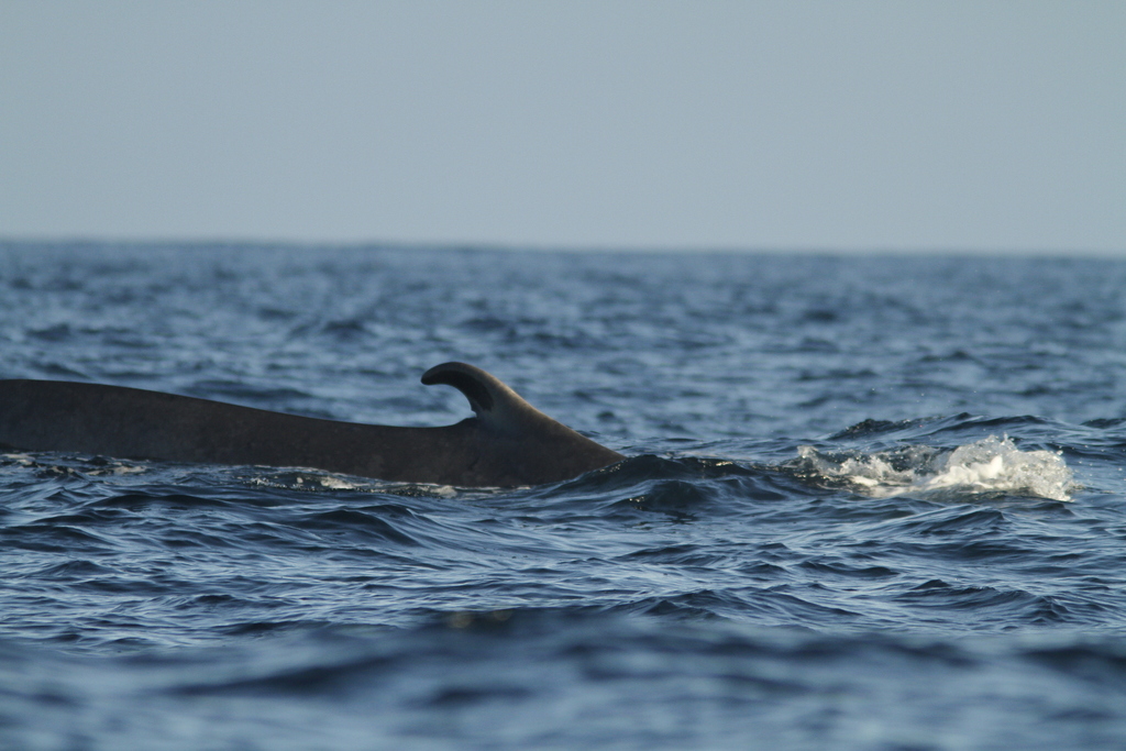 Fin whale dorsal fin rising from the sea