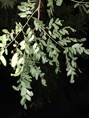 Gleditsia aquatica