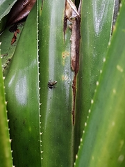 Guibemantis