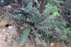 Notholaena galeottii