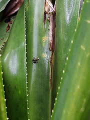 Guibemantis