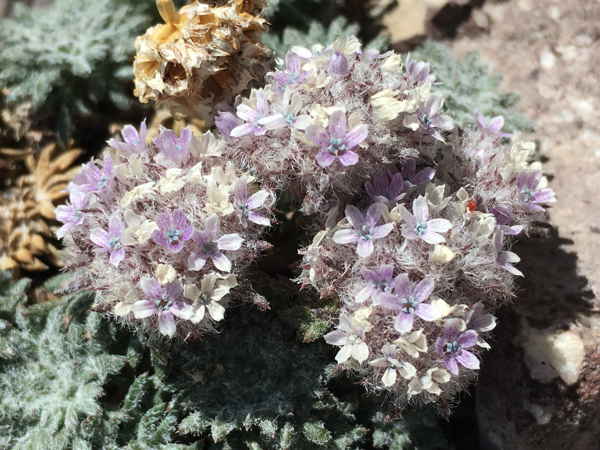 Ipomopsis congesta ssp. montana