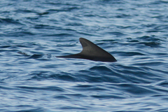 Globicephala melas