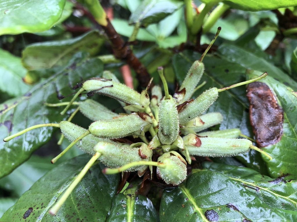 Rhododendron barbatum; photograph (c) Dee Shea Himes, some rights reserved (CC BY)
