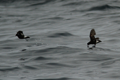 Hydrobates pelagicus