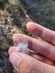Psittaculidae
