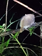 Microcebus lehilahytsara