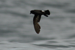 Hydrobates pelagicus
