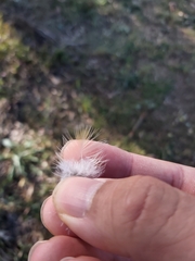 Psittaculidae