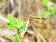 Celithemis bertha
