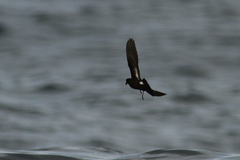 Hydrobates pelagicus