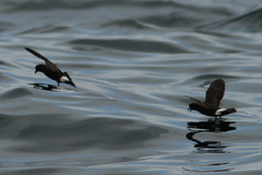 Hydrobates pelagicus