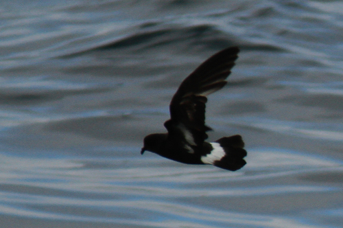 Foto de European Storm Petrel