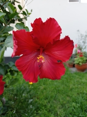 Hibiscus rosa-sinensis