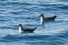 Puffinus mauretanicus