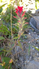 Castilleja arvensis image