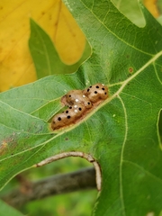 Callirhytis favosa