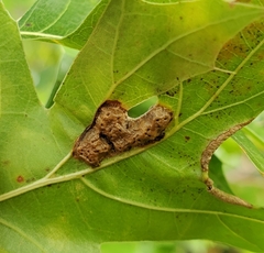 Callirhytis favosa