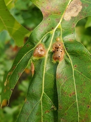 Callirhytis favosa