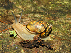 Orthalicus pulchellus image