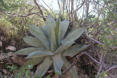 Agave gentryi
