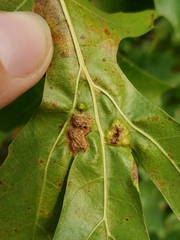 Callirhytis favosa