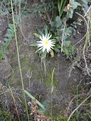 Hypochaeris sessiliflora