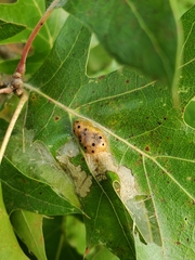 Callirhytis favosa