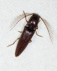 Dicrepidius palmatus