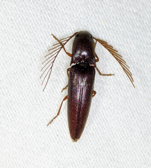 Dicrepidius palmatus