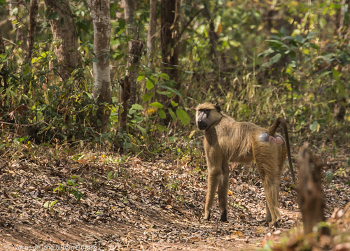 Yellow Baboon