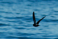 Hydrobates pelagicus