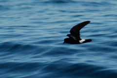 Hydrobates pelagicus