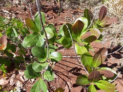 Anacardium humile