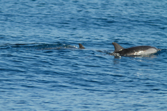Stenella coeruleoalba